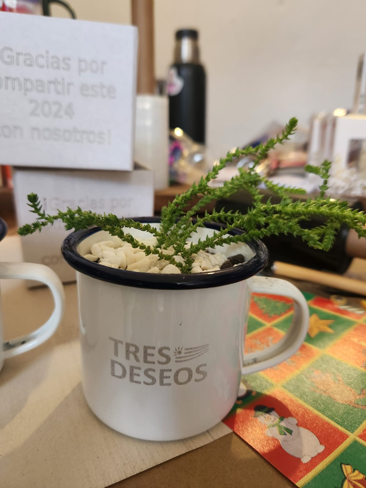 Taza Maceta con Suculenta Logo Grabado